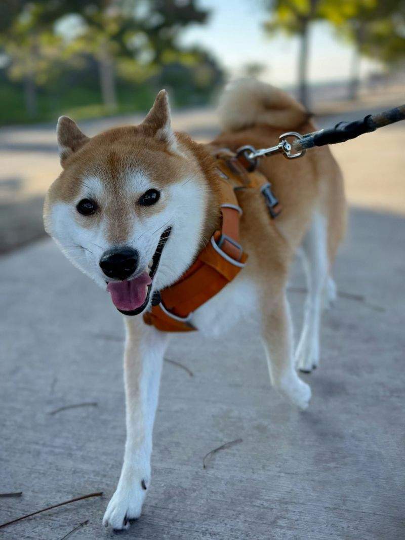 犬の散歩プロフェッショナルズ - Image 14