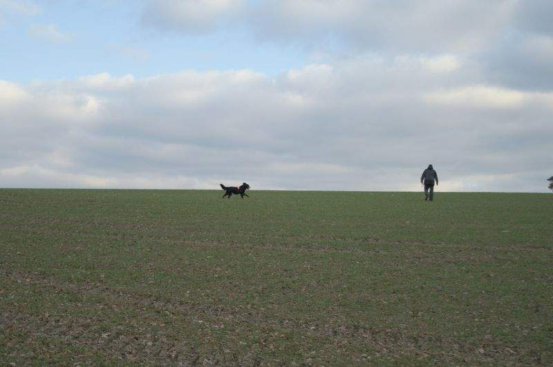 犬の散歩プロフェッショナルズ - Image 4