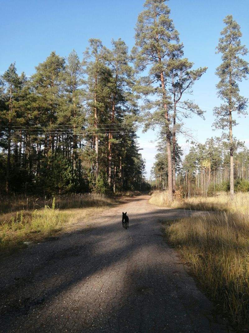 犬の散歩プロフェッショナルズ - Image 5